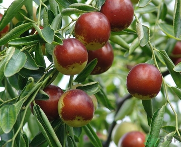 冬棗的熱量高嗎？冬棗的做法