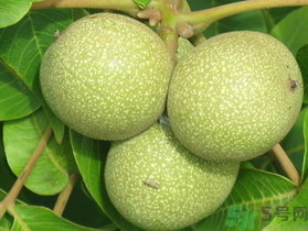 孕婦可以吃新鮮核桃嗎？新鮮核桃孕婦能吃嗎？