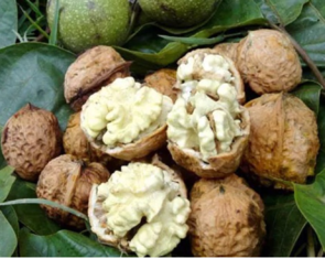 生核桃怎么保存？生核桃怎么保存最好？