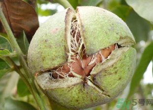 鮮核桃放冷藏還是冷凍？鮮核桃怎么保鮮？