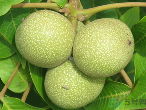 青皮核桃怎么去皮？青皮核桃怎么去皮快？