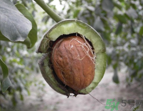 濕核桃怎么保存？濕核桃怎么保存最好？