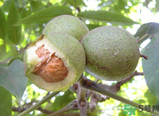 新鮮核桃吃多了會(huì)怎么樣？新鮮核桃吃多了會(huì)上火嗎？