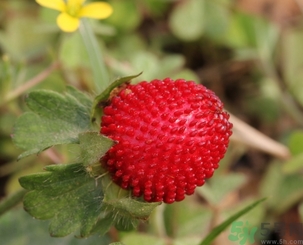 蛇莓能吃嗎？蛇莓的功效作用