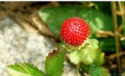 蛇莓能吃嗎？蛇莓的功效作用