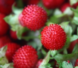 蛇莓能吃嗎？蛇莓的功效作用