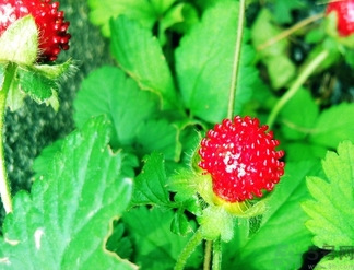 蛇莓能吃嗎？蛇莓的功效作用