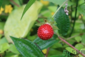 蛇莓能吃嗎？蛇莓的功效作用