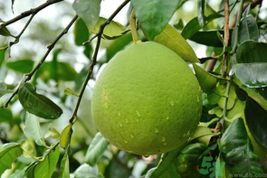 柚子沒熟能吃嗎？柚子沒熟怎么放熟？