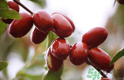 鮮棗是熱性還是涼性？鮮棗是寒性的嗎？