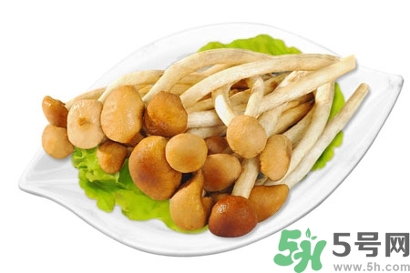 茶樹菇的營(yíng)養(yǎng)價(jià)值 茶樹菇的功效與作用