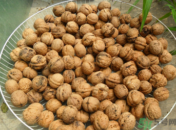 核桃長毛了還能吃嗎？核桃長毛了怎么辦？