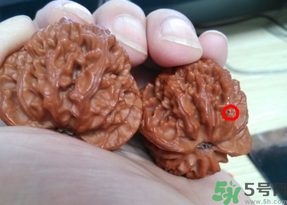 核桃長蟲了還能吃嗎？核桃長蟲子怎么處理？