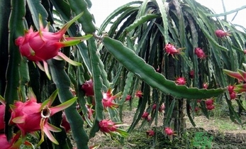 仙人掌果怎么吃？仙人掌果的功效和作用