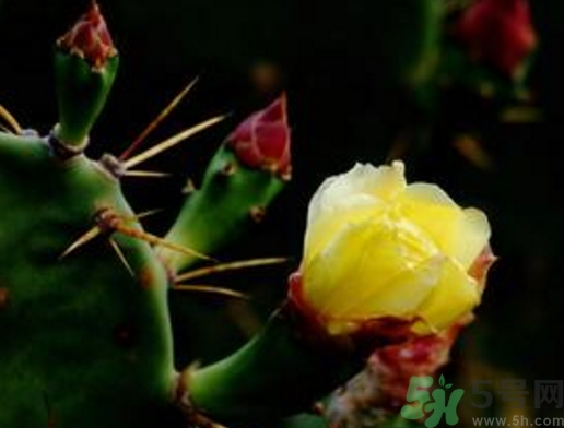 仙人掌果怎么吃？仙人掌果的功效和作用