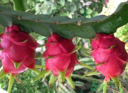 仙人掌果怎么吃？仙人掌果的功效和作用