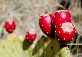 仙人掌果怎么吃？仙人掌果的功效和作用