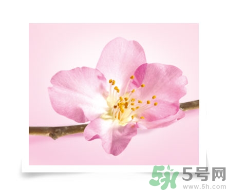 淳萃水舞櫻花洗發(fā)水好用嗎？淳萃水舞櫻花洗發(fā)水多少錢？