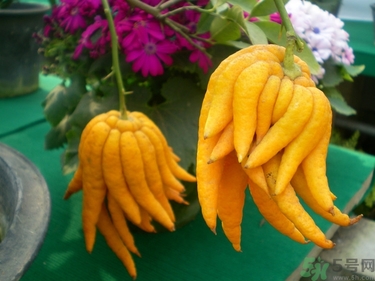 佛手果孕婦可以吃嗎？佛手果的功效與作用