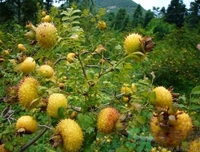 孕婦能吃刺梨嗎？刺梨的功效與作用