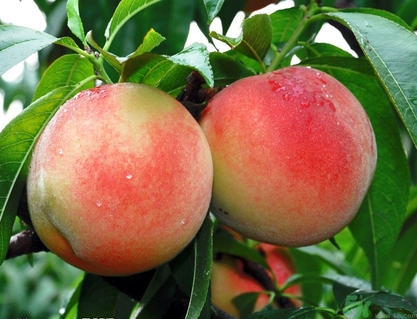 蟠桃孕婦可以吃嗎？蟠桃和水蜜桃的區(qū)別