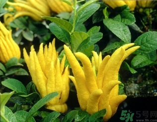 佛手果孕婦可以吃嗎？佛手果的功效與作用