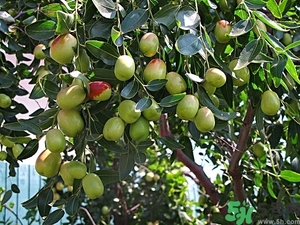 冬棗怎么洗才干凈？冬棗如何清洗？