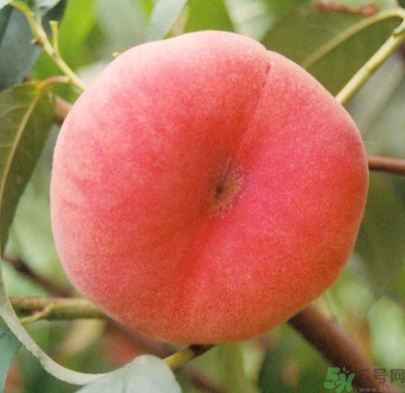 蟠桃孕婦可以吃嗎？蟠桃和水蜜桃的區(qū)別