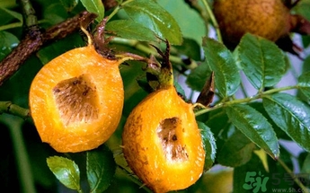 孕婦能吃刺梨嗎？刺梨的功效與作用