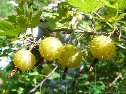 孕婦能吃刺梨嗎？刺梨的功效與作用