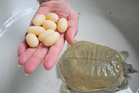 小孩能吃甲魚嗎？小孩能吃甲魚蛋嗎？
