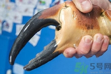 被螃蟹咬了要打破傷風(fēng)針嗎？被螃蟹夾了怎么辦？