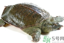 被甲魚咬了要打破傷風嗎？被甲魚咬了怎么辦？