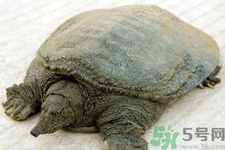 被甲魚咬了要打破傷風嗎？被甲魚咬了怎么辦？