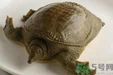 被甲魚咬了要打破傷風嗎？被甲魚咬了怎么辦？