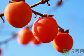 柿子一天最多吃幾個？柿子一次能吃幾個？