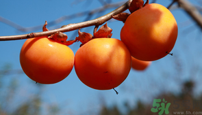 柿子一天最多吃幾個？柿子一次能吃幾個？