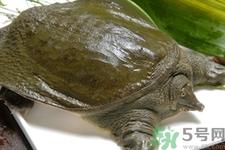甲魚怎么吃最有營(yíng)養(yǎng)？甲魚怎么吃最補(bǔ)身體？