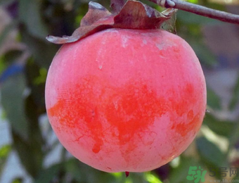 柿子和酸奶能一起吃嗎？柿子和酸奶能一起吃會中毒嗎？