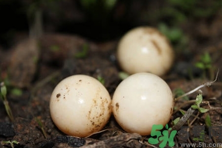 甲魚(yú)蛋多少錢一斤？甲魚(yú)蛋多少錢一個(gè)？