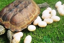 甲魚蛋能吃嗎？甲魚蛋怎么做好吃？