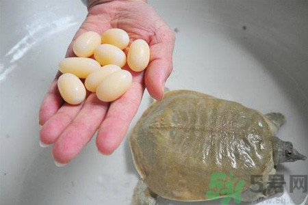 甲魚蛋能吃嗎？甲魚蛋怎么做好吃？
