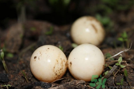 孕婦可以吃甲魚蛋嗎？孕婦吃甲魚蛋有什么好處？