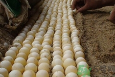 孕婦可以吃甲魚蛋嗎？孕婦吃甲魚蛋有什么好處？