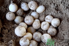 甲魚蛋怎么保存？甲魚蛋可以放冰箱嗎？