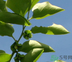 柿子葉怎么去斑？柿子葉祛斑偏方