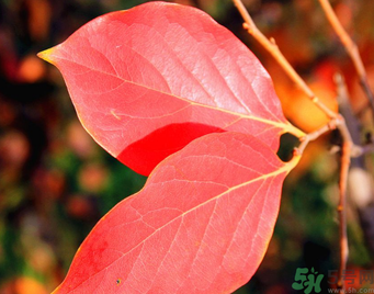 柿子葉能治糖尿病嗎？柿子葉茶能降血糖嗎？