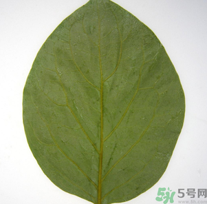 柿子葉能治糖尿病嗎？柿子葉茶能降血糖嗎？