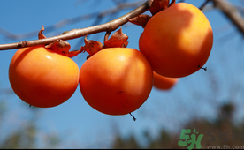 吃完柿子可以喝牛奶嗎？吃完柿子多久可以喝牛奶？