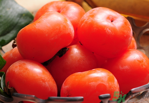 女人吃柿子有什么好處？女人吃柿子好嗎？